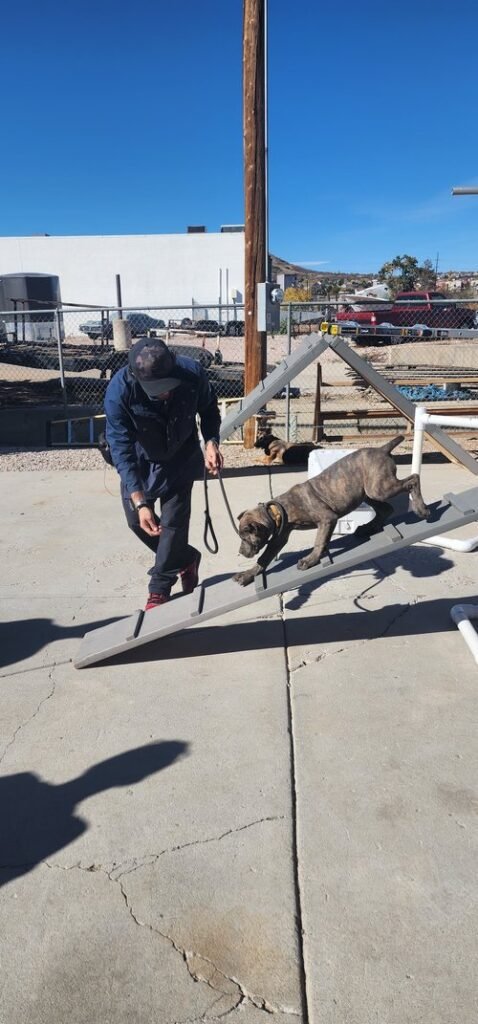 Trainer working with a Cane Corso during outdoor leash training session