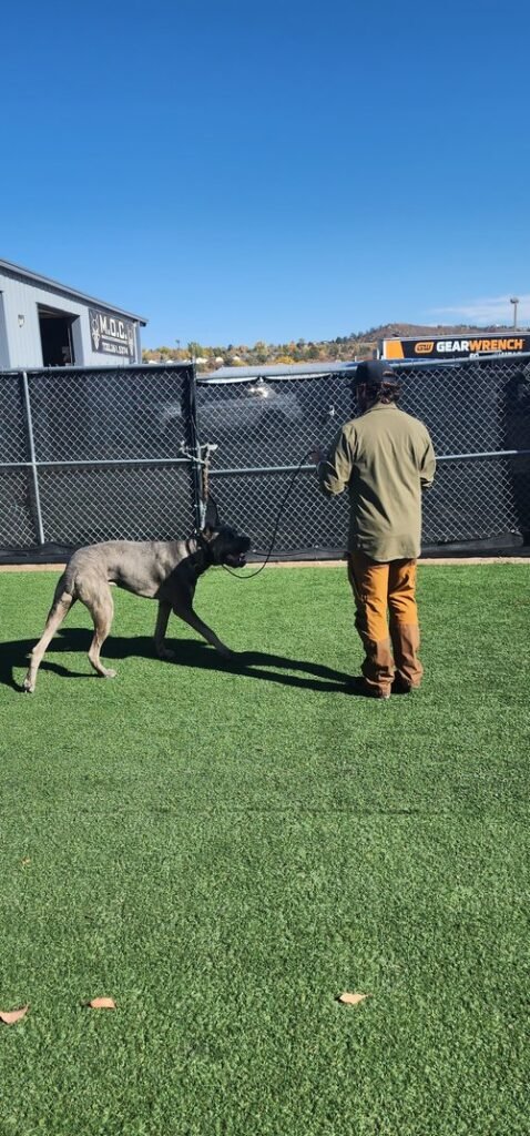 Trainer guiding Cane Corso during structured board and train program