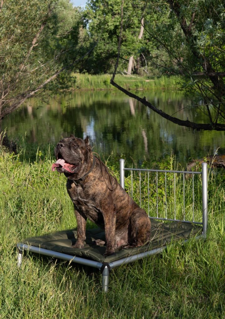 Cane Corso standing alert outdoors in a natural training environment, Ross Fari Cane Corso breeder Denver Colorado