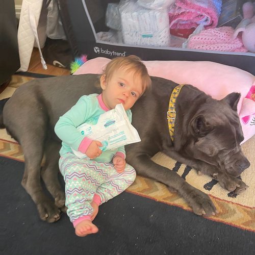 Cane Corso resting calmly with a child in a relaxed home environment