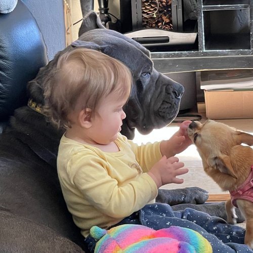 Child sitting with a Cane Corso during gentle socialization time