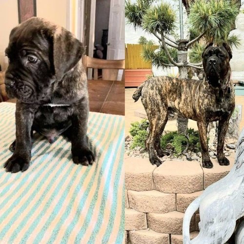 Leash training for Cane Corso dog during outdoor session