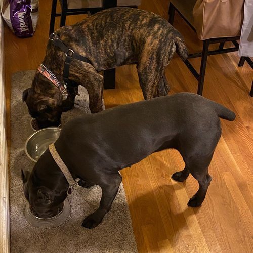 Two Cane Corsos interacting indoors during calm social behavior