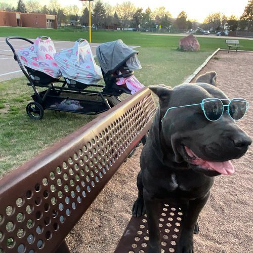 Cane Corso sitting outdoors during obedience practice