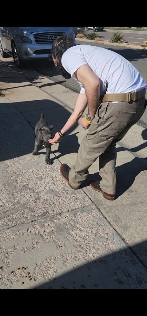 Trainer working with a Cane Corso during outdoor leash training session
