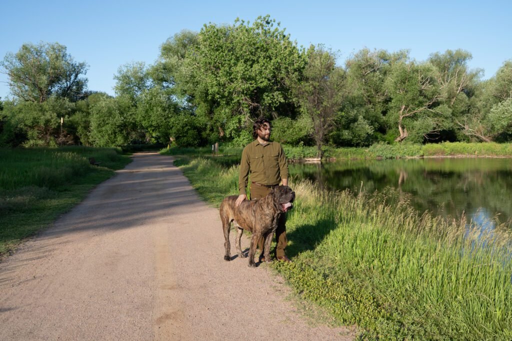 Cane Corso during outdoor dog training session with trainer